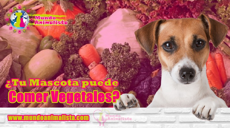 Comida saludable, mascotas,