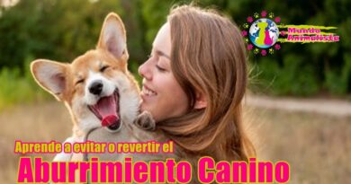 Evitar o revertir el aburrimiento canino