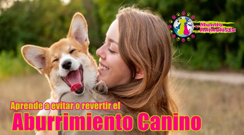 Evitar o revertir el aburrimiento canino