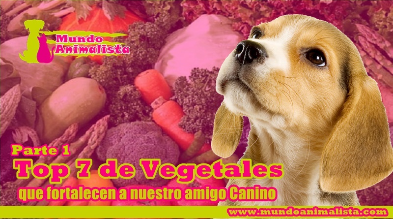 Vegetales que favorecen a nuestro amigo canino