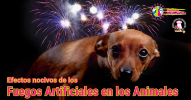 Efectos de los Fuegos Artificiales en los animales