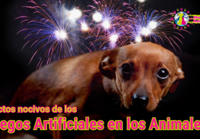 Efectos de los Fuegos Artificiales en los animales