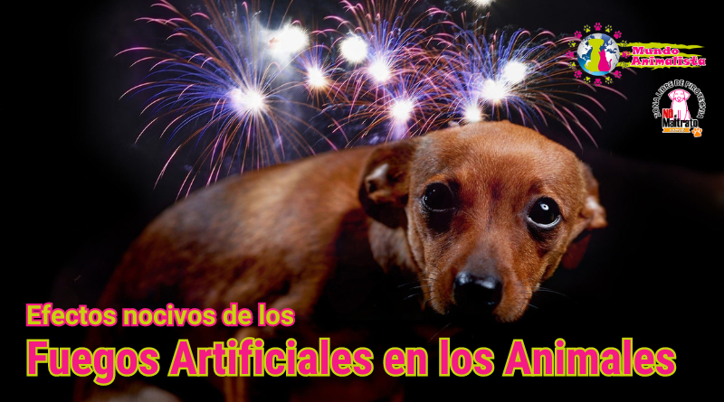 Efectos de los Fuegos Artificiales en los animales