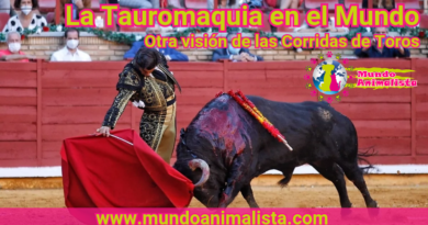 La Tauromaquia en el mundo - www.mundoanimalista.com