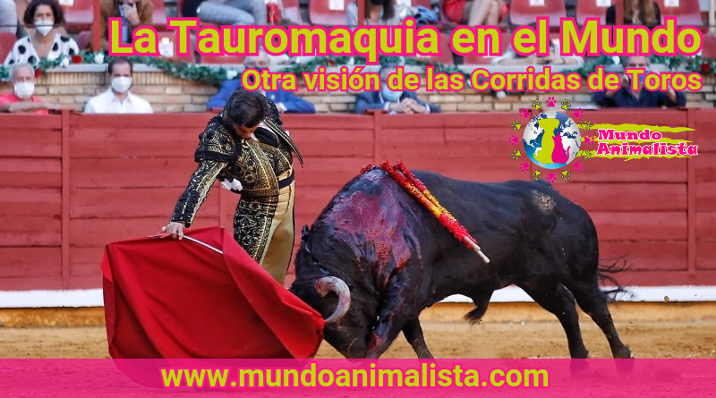 La Tauromaquia en el mundo - www.mundoanimalista.com