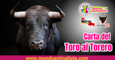 Carta de un toro al torero