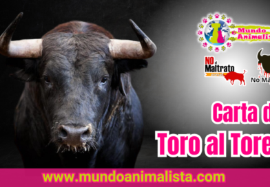 Carta de un toro al torero